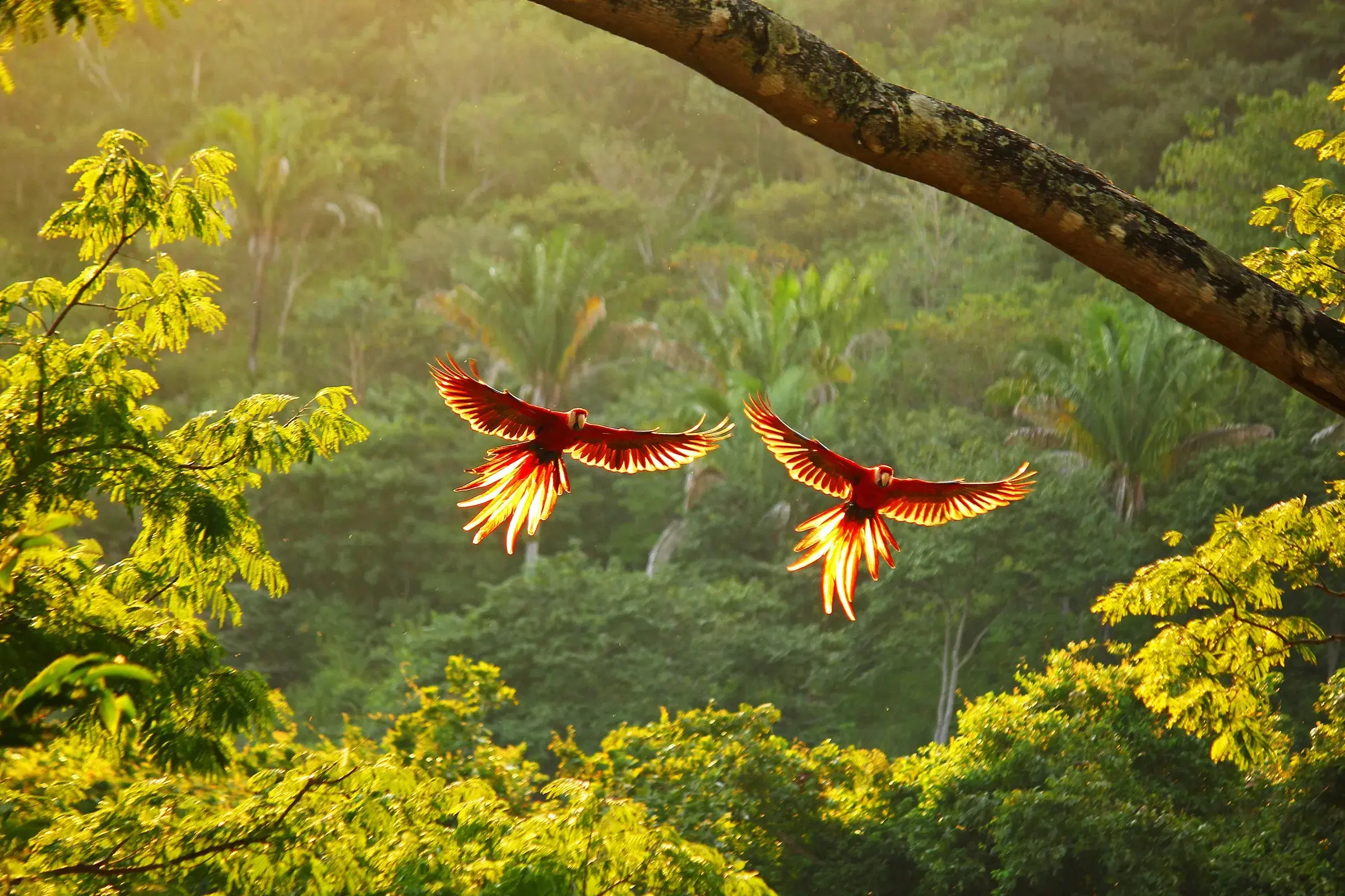 Dosel de la selva tropical en Costa Rica · viaje en grupo reducido