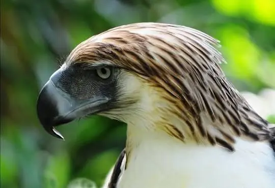 Águila filipina, una de las rapaces más grandes del mundo