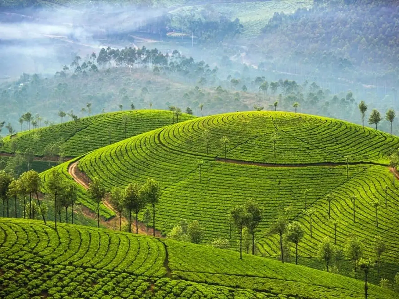 Plantaciones de té de Ceilán en las tierras altas de Sri Lanka