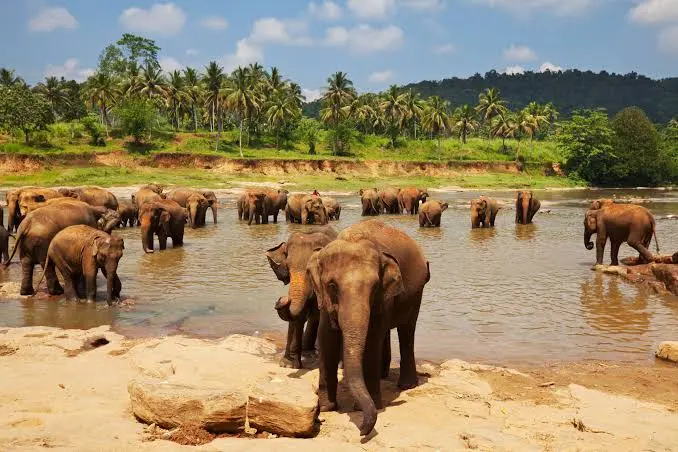 Elefantes en libertad durante La Reunión de Minneriya, Sri Lanka