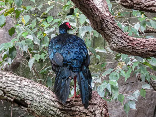 Faisán de Edwards, ave nacional de Vietnam en peligro crítico