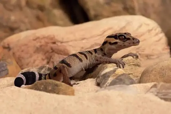 gecko tigre vietnamita SunZen Travel