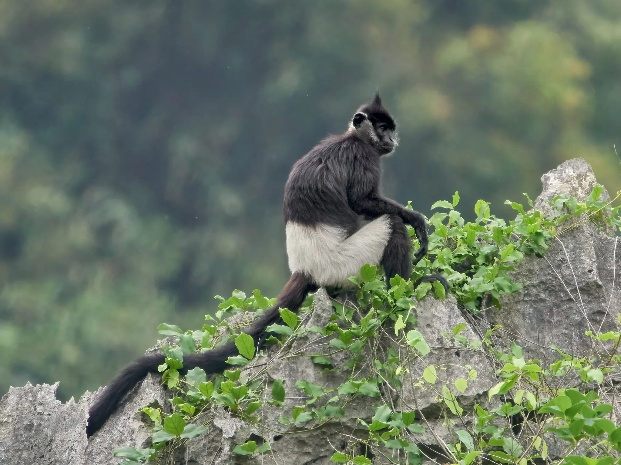 Langur de Delacour, primate endémico de Vietnam, Atlas Interior de SunZen Travel