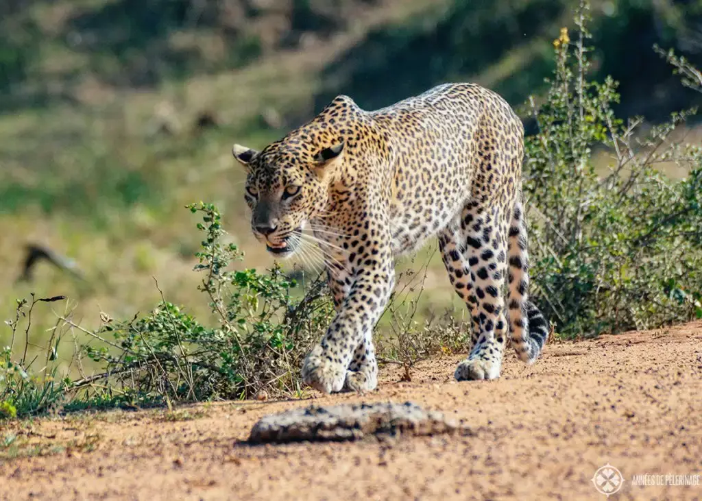 Leopardo en el Parque Nacional de Yala