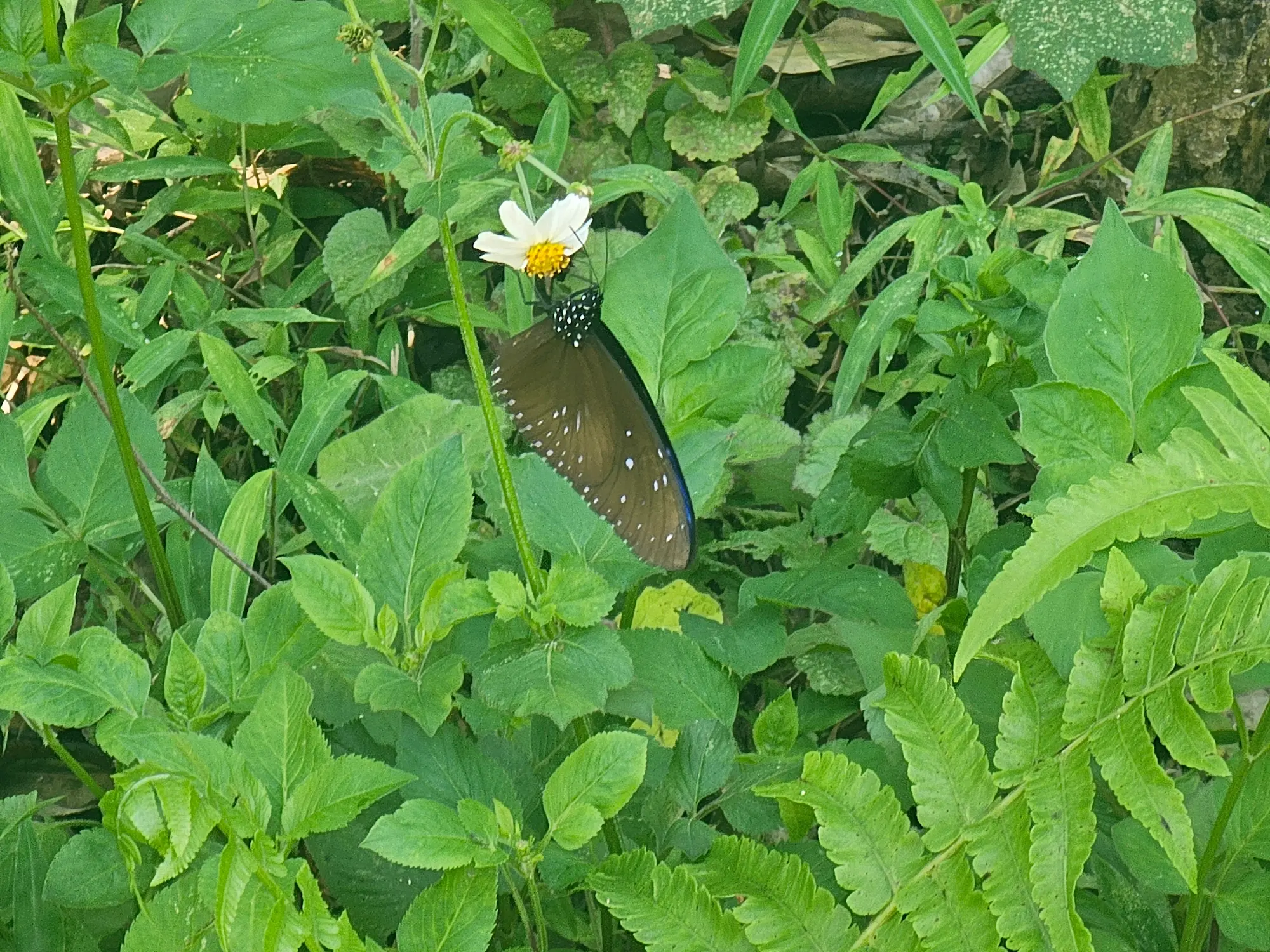mariposa y planta vergonzosa Vietnam SunZen Travel