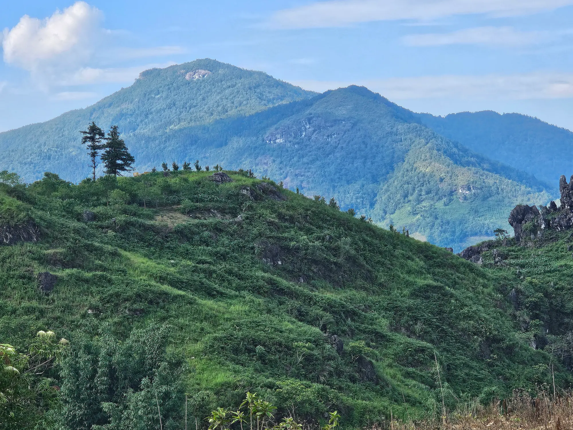 Aves de Asia — bosque de montaña en el norte de Vietnam, hábitat de especies endémicas