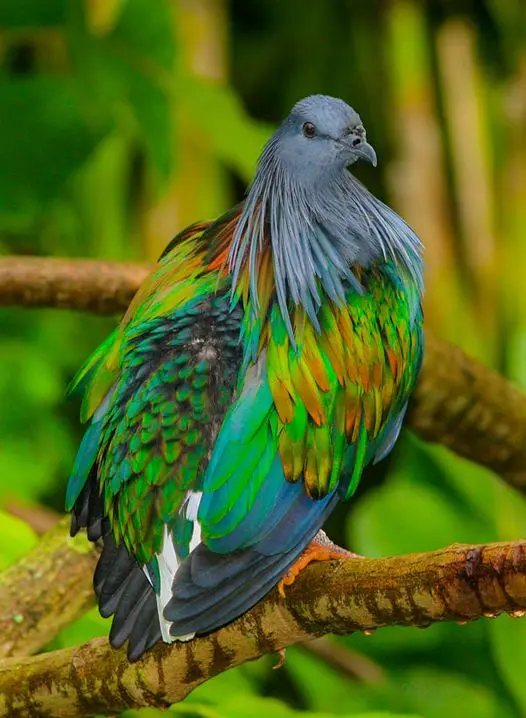 Paloma de Nicobar, pariente vivo más cercano del dodo