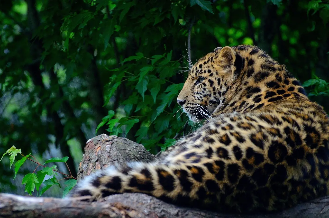 Leopardo de Sri Lanka, subespecie endémica de la isla