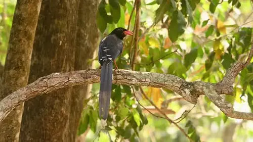 Urraca azul de Sri Lanka, especie endémica de la isla