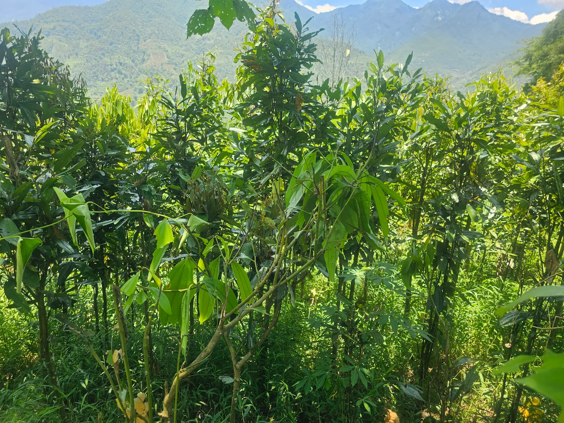 vegetación Sapa Vietnam SunZen Travel