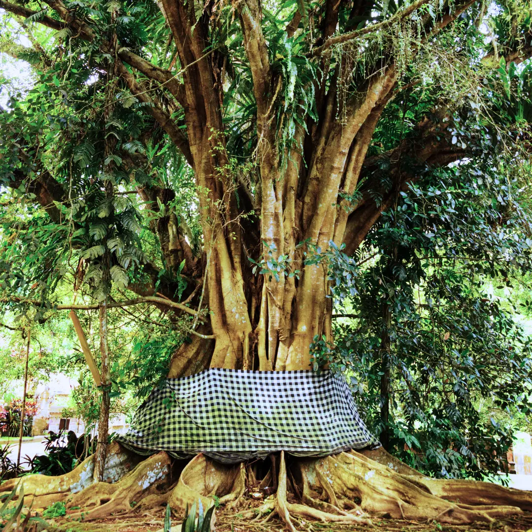 Árbol banyan de Bali con la tela sagrada de cuadros blancos y negros atada al tronco