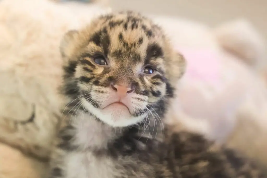 cachorro de leopardo nebuloso Vietnam SunZen Travel