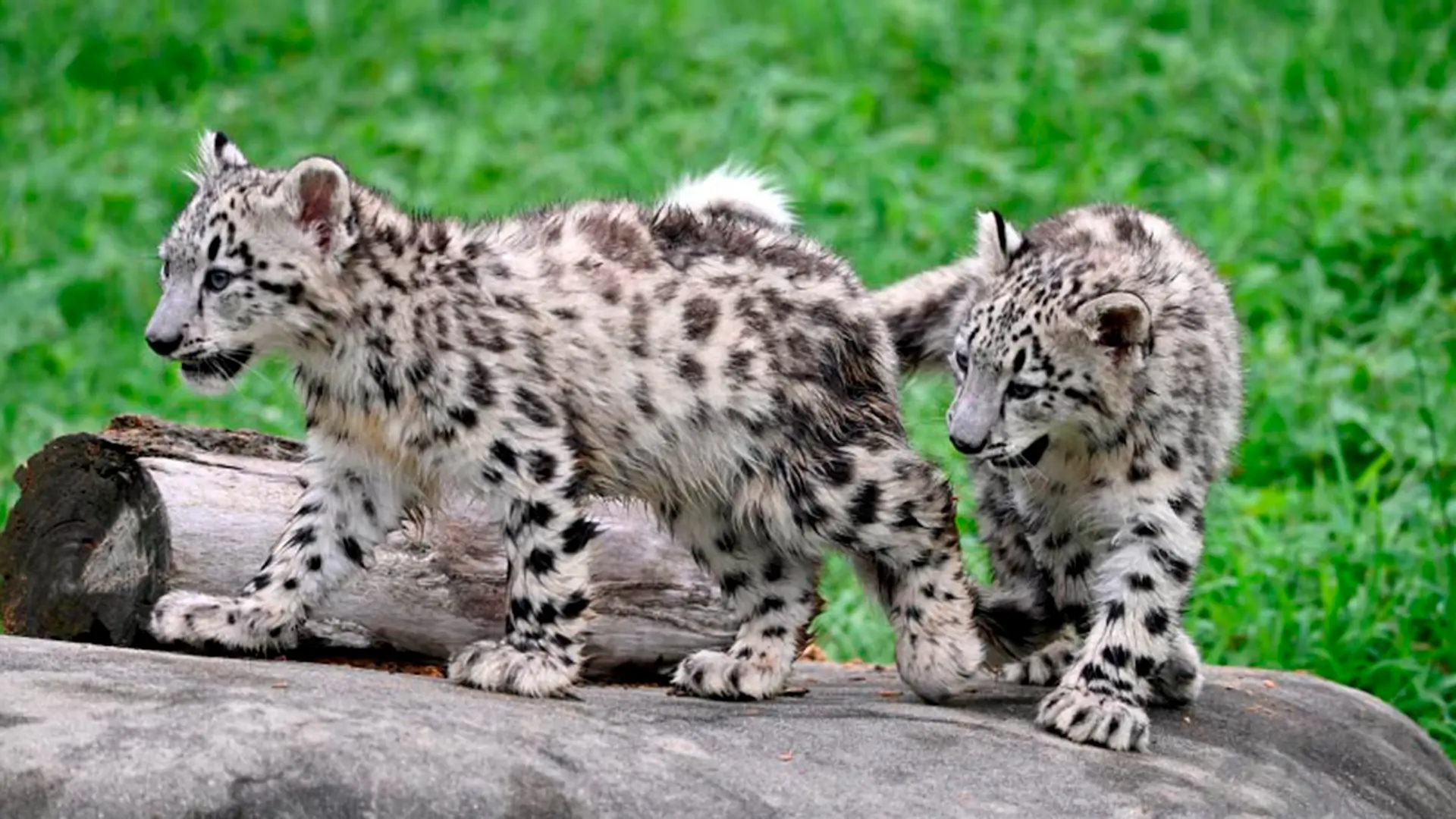 Cachorros, fauna salvaje de Sri Lanka