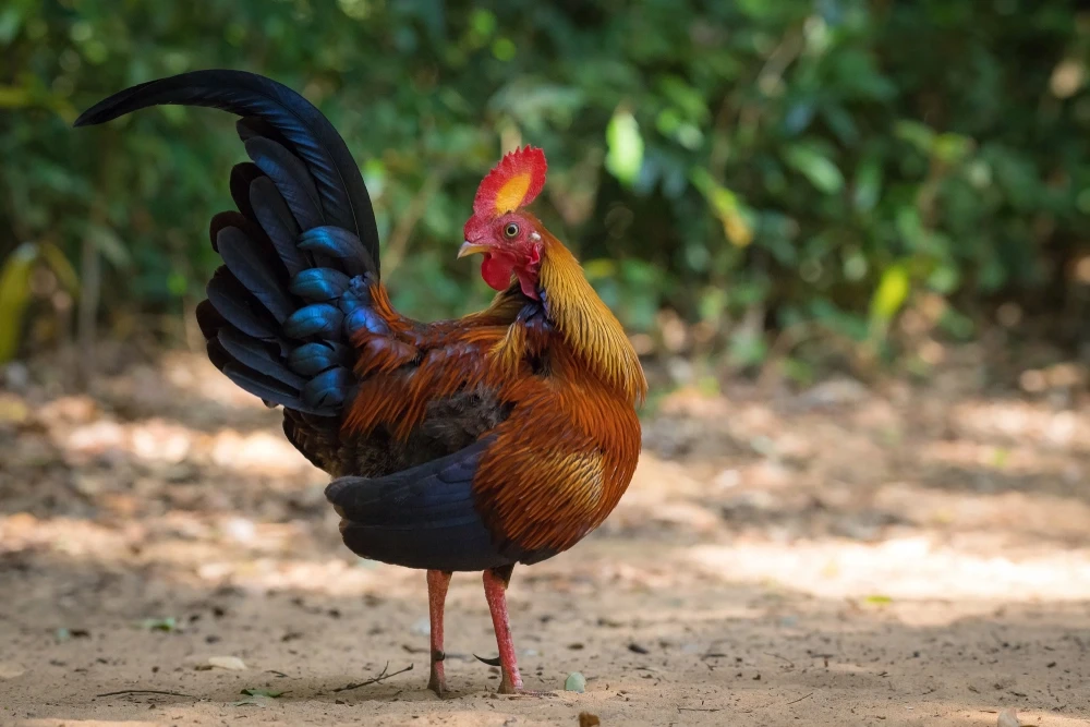 Gallo de Ceilán, ave nacional de Sri Lanka
