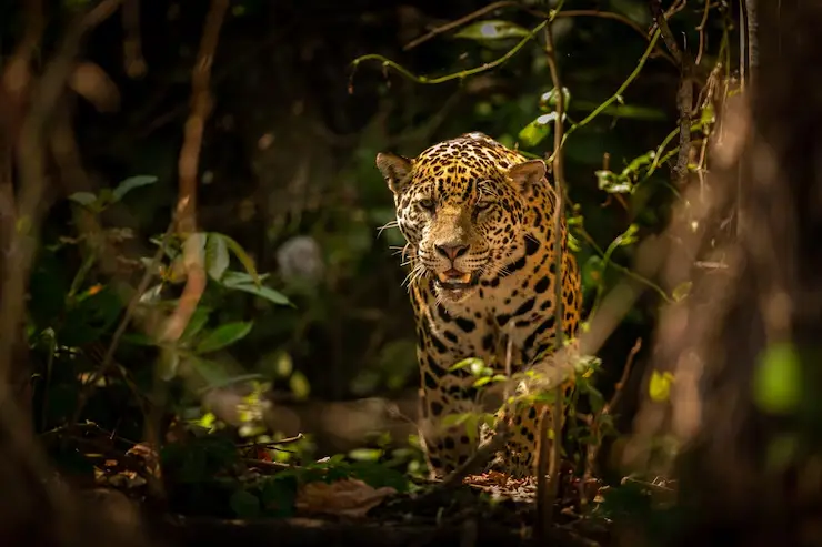 Leopardo salvaje en Sri Lanka