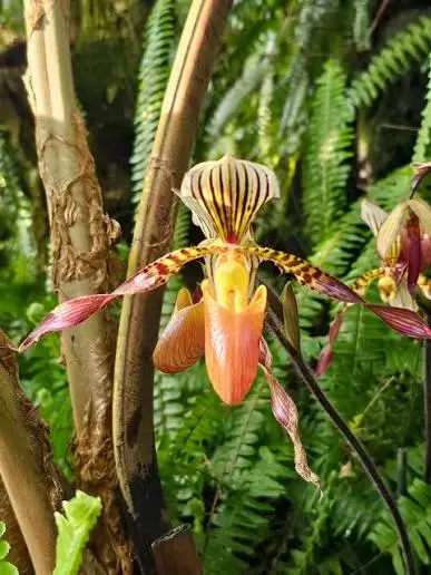 orquídea zapatilla vietnamita SunZen Travel