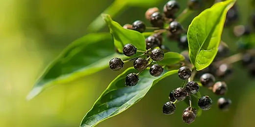 Pimienta negra de Sri Lanka, una de las especias de la isla