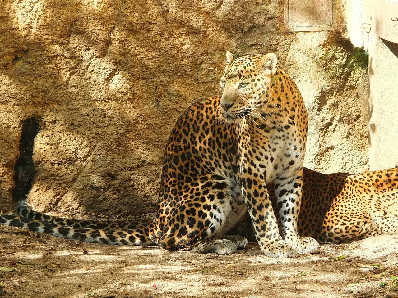 Leopardo en el Parque Nacional de Wilpattu, Sri Lanka