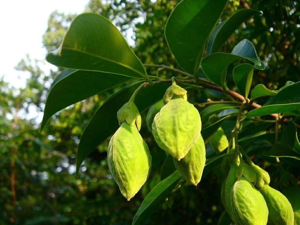 Tronco de Aquilaria malaccensis, el árbol del que se extrae el agarwood u oud, con la resina oscura visible en la madera