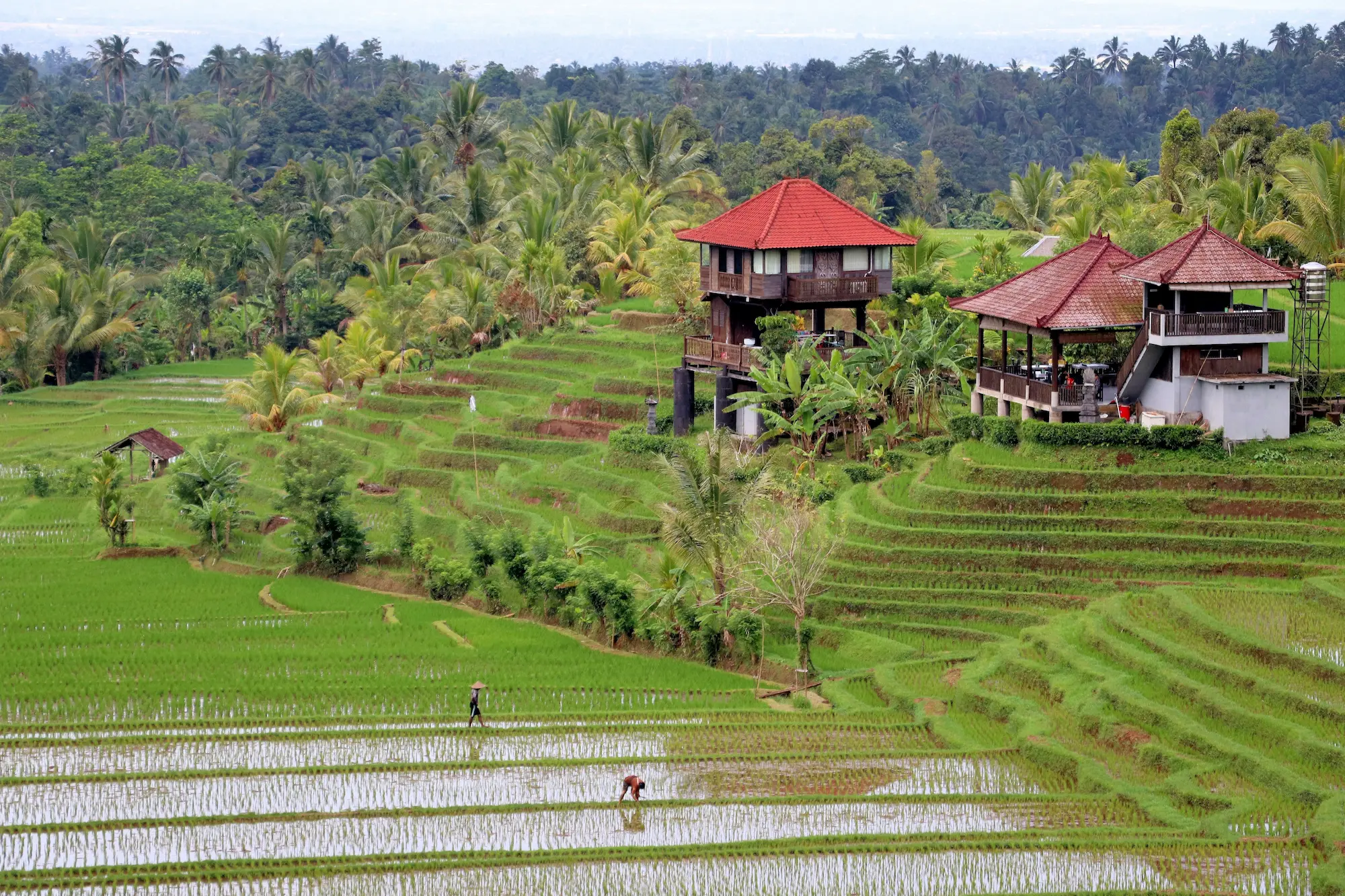 Campos de arroz en terrazas rodeados de palmeras en Bali, Indonesia