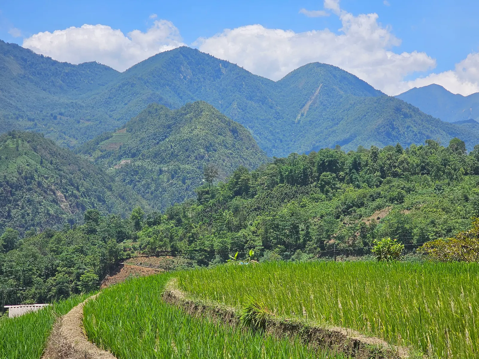 Campos de arroz en terrazas en Sapa