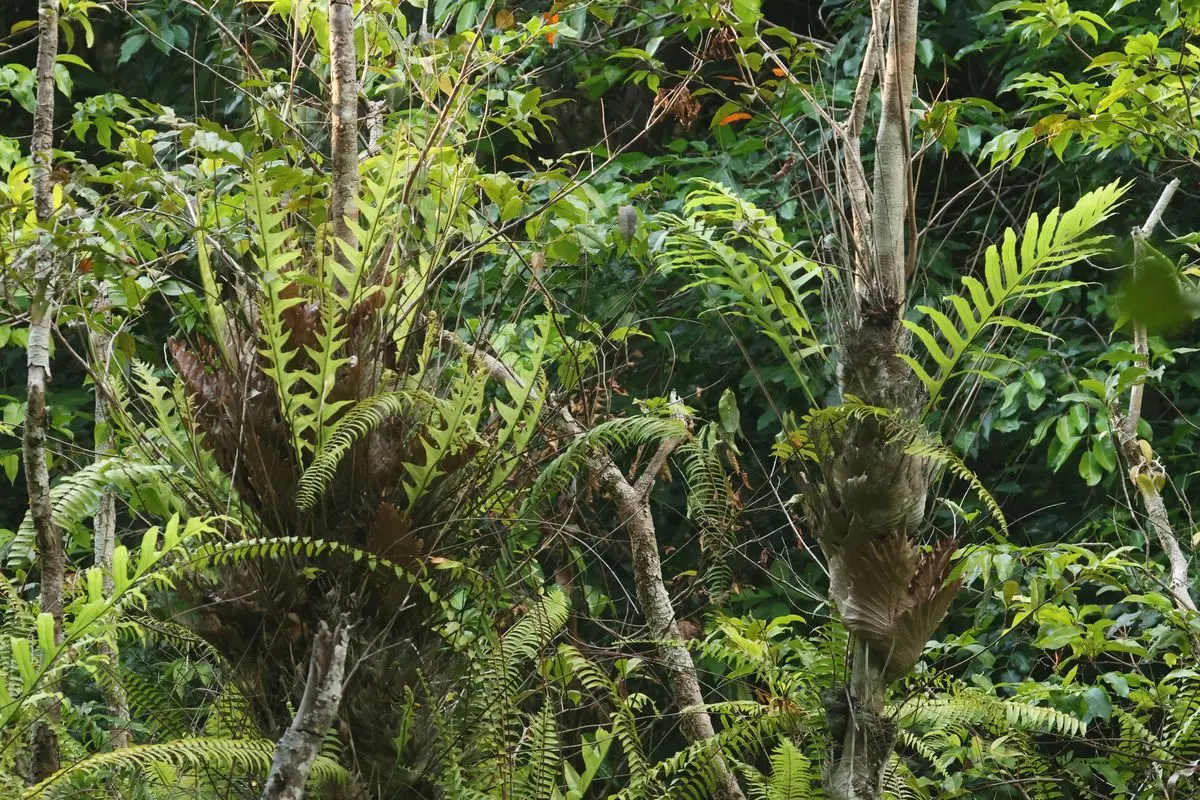 Helecho cesta, Drynaria quercifolia, agarrado al tronco de un árbol con sus frondas secas en forma de nido