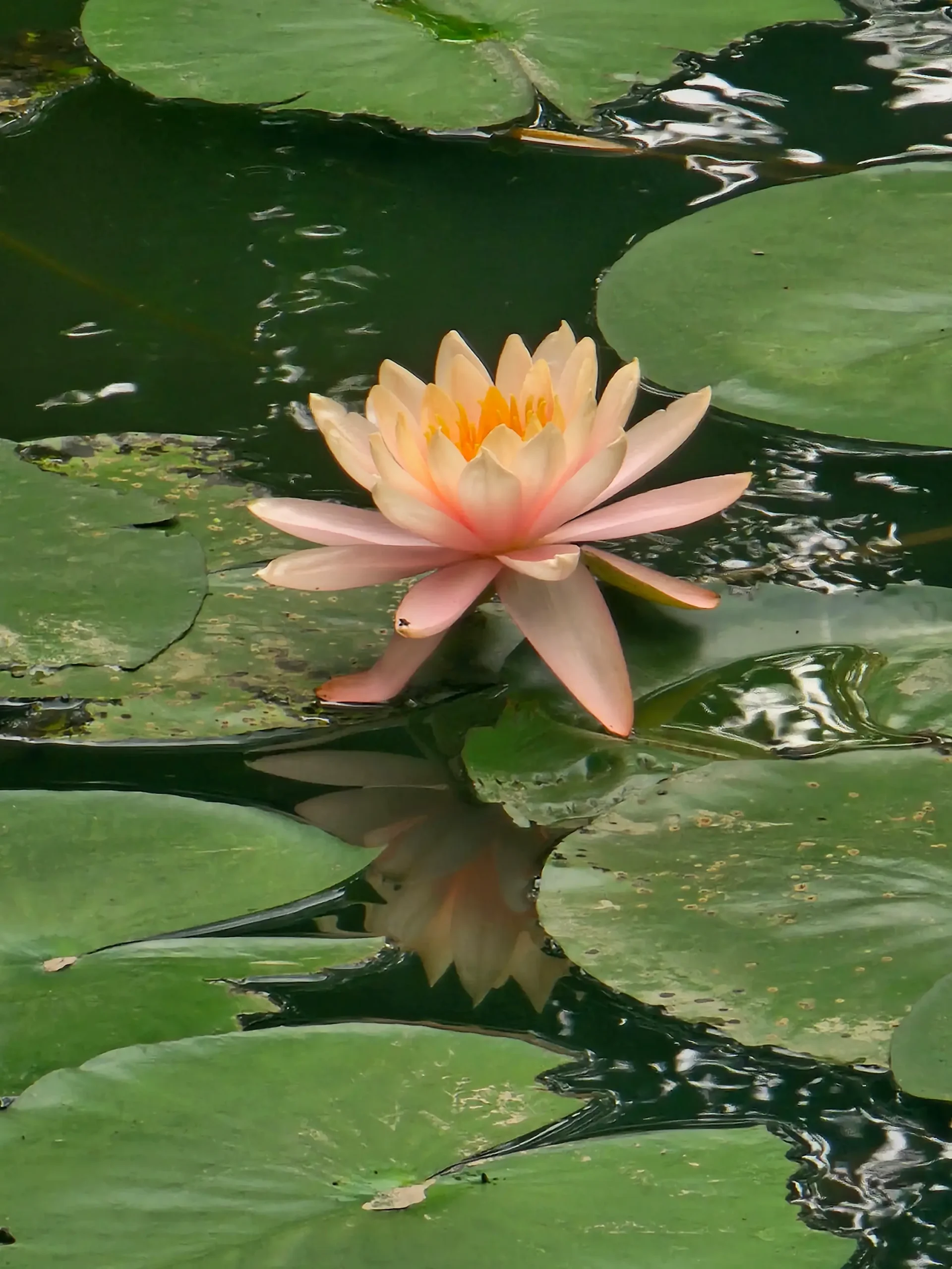 Flor de loto sagrado, Nelumbo nucifera, abierta sobre el agua de un estanque de templo en Asia