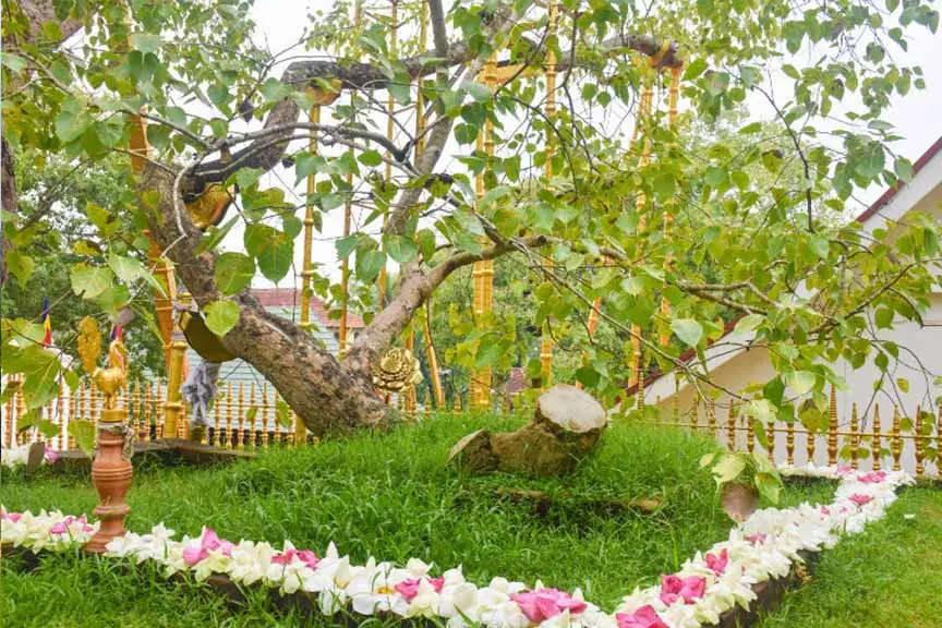 El árbol sagrado Jaya Sri Maha Bodhi en Anuradhapura, Sri Lanka, rodeado de barandillas doradas