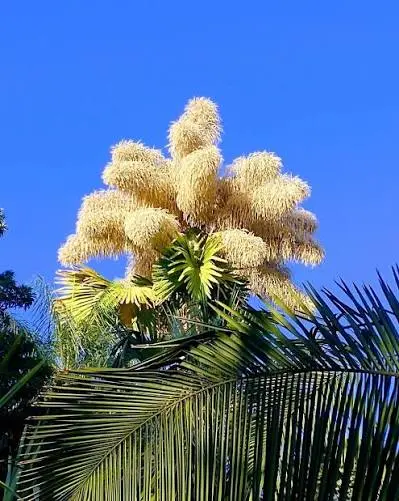 Palma talipot, Corypha umbraculifera, con su inflorescencia gigante emergiendo de la copa