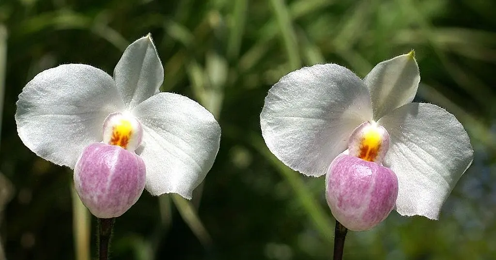 Paphiopedilum delenatii, la orquídea zapatilla de Vietnam, con pétalos blancos y labelo rosa intenso