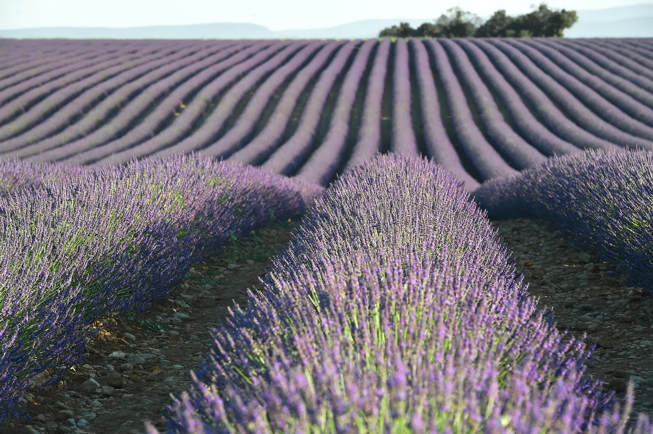 Hileras de lavanda en flor en un campo de la Provenza francesa