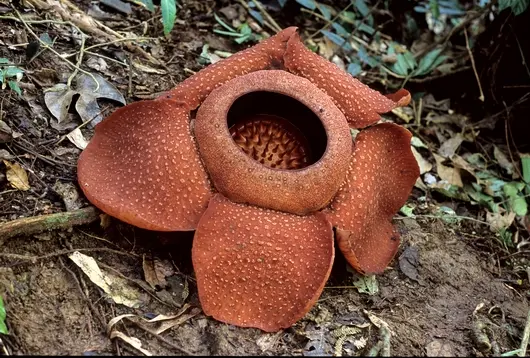 Flor abierta de Rafflesia kerrii, conocida en Tailandia como bua phut, con sus pétalos rojos moteados