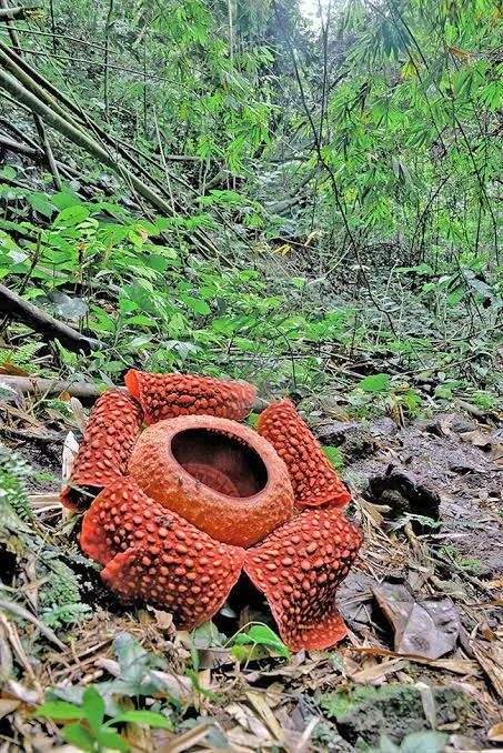 Rafflesia arnoldii en flor, la flor individual más grande del mundo, en la selva de Indonesia