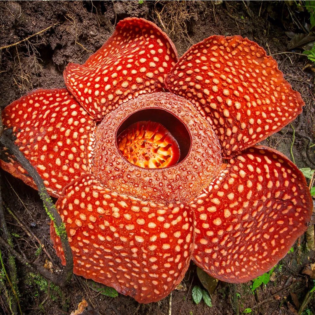 Rafflesia arnoldii, una de las plantas extrañas de Asia más conocidas, abierta en el suelo de la selva del sudeste asiático