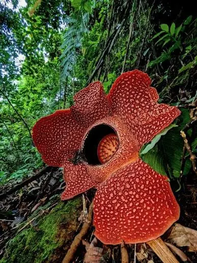Rafflesia kerrii en el suelo de la selva del Parque Nacional de Khao Sok, en el sur de Tailandia