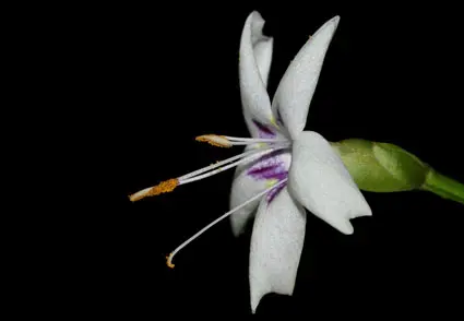 Nelu, arbusto endémico del género Strobilanthes, en flor en las montañas de Sri Lanka
