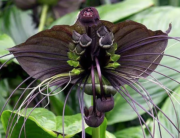Flor murciélago, Tacca chantrieri, con brácteas negras extendidas y largos filamentos colgantes