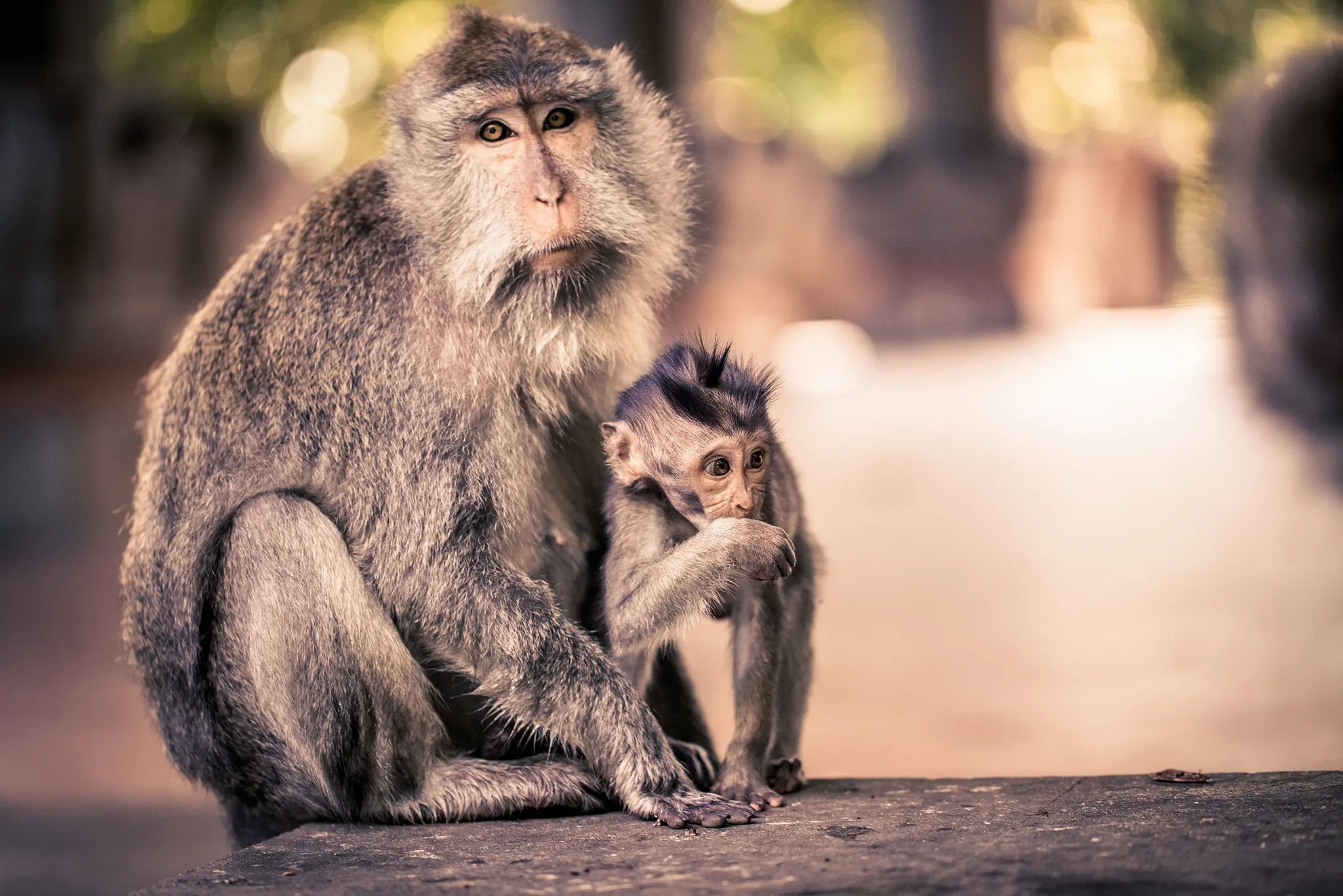 Macaca con su cría en el bosque de los monos de Ubud