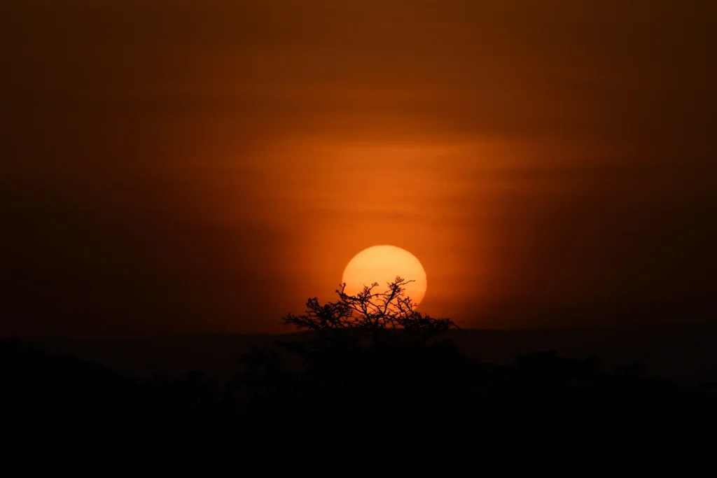 Atardecer tras una acacia en el Masái Mara