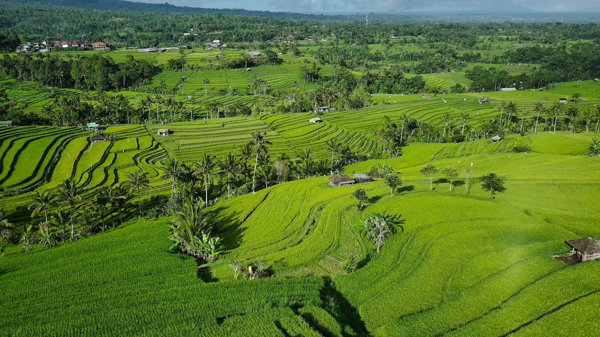 Bali auténtico: vista aérea de las terrazas de arroz del subak de Jatiluwih