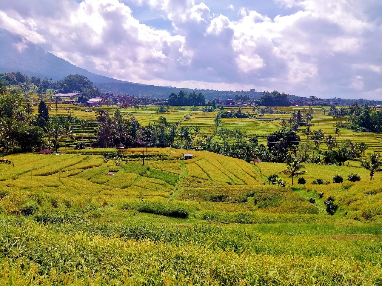 Terrazas de arroz de Jatiluwih, en el paisaje cultural del subak