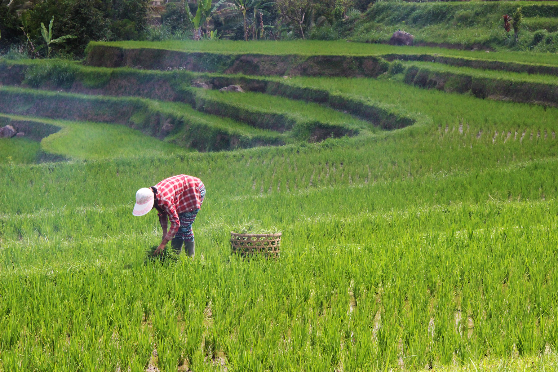 Campesino plantando arroz en las terrazas del subak de Jatiluwih, Patrimonio de la Humanidad