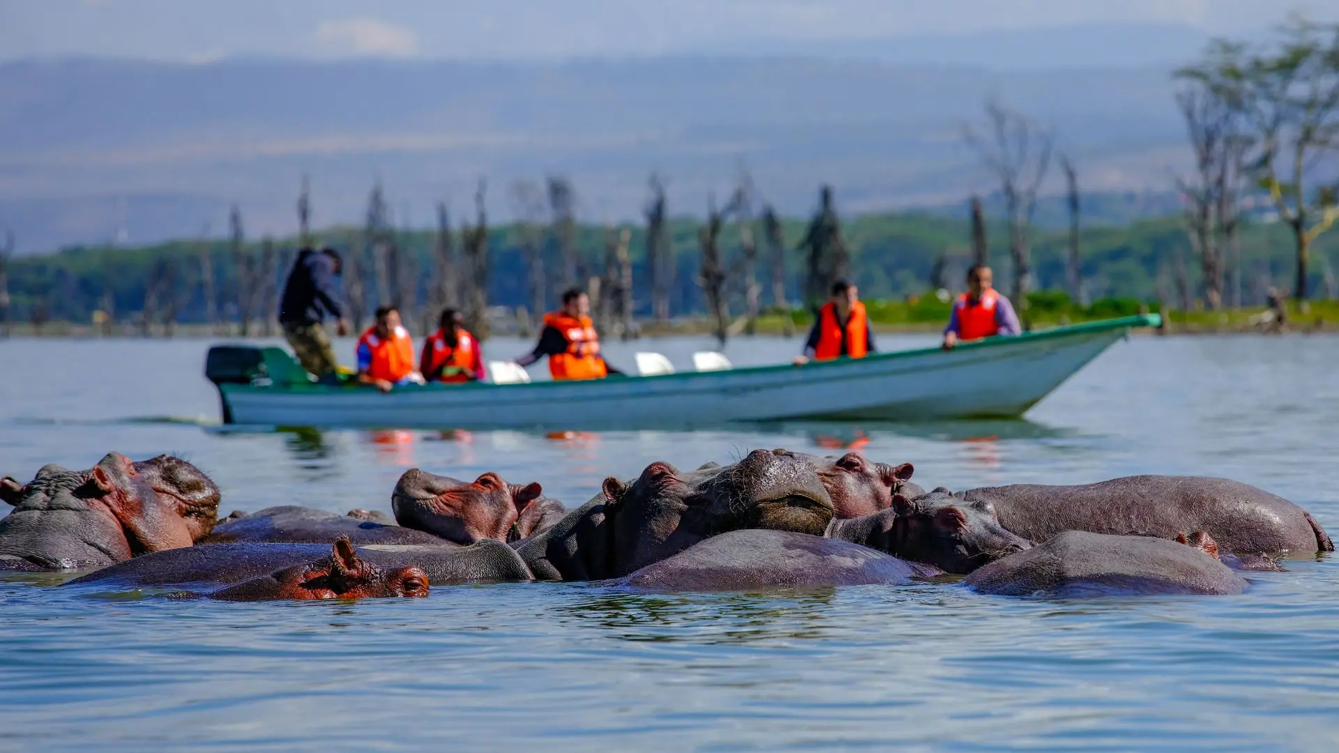Viajeros en barca observando un grupo de hipopótamos en el lago Naivasha