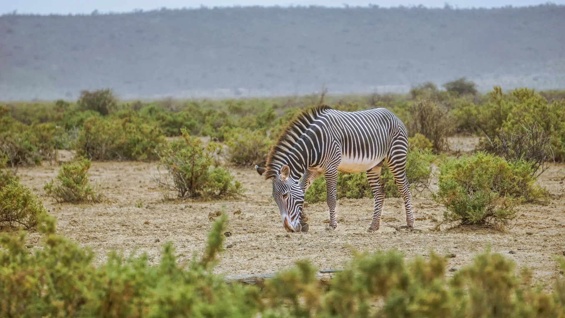 Cebra de Grevy pastando en la sabana seca del norte de Kenia