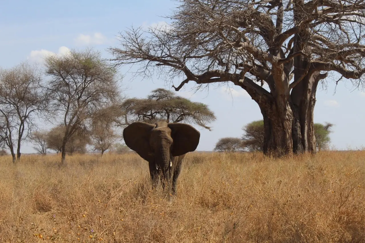 Elefante frente a un baobab en el Parque Nacional de Tarangire