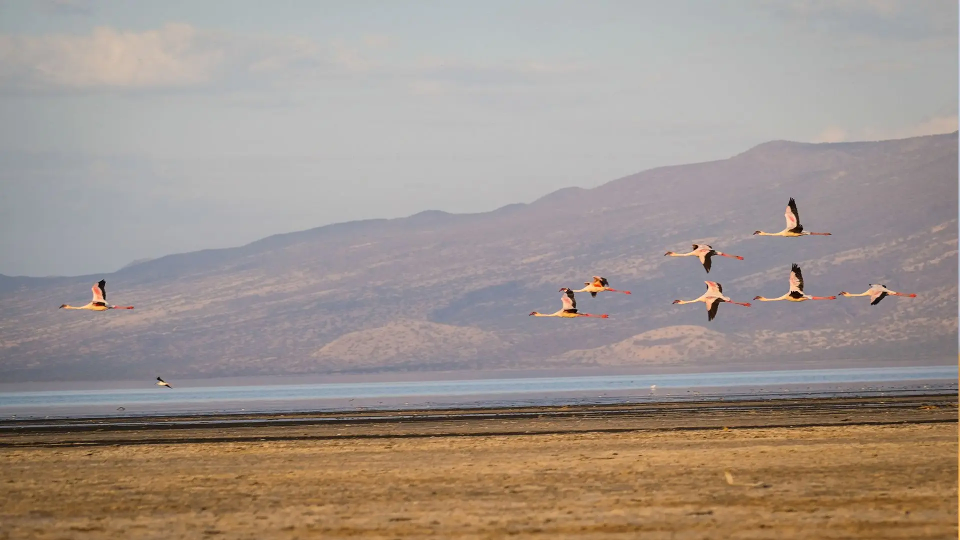 Flamencos volando sobre el lago Natron