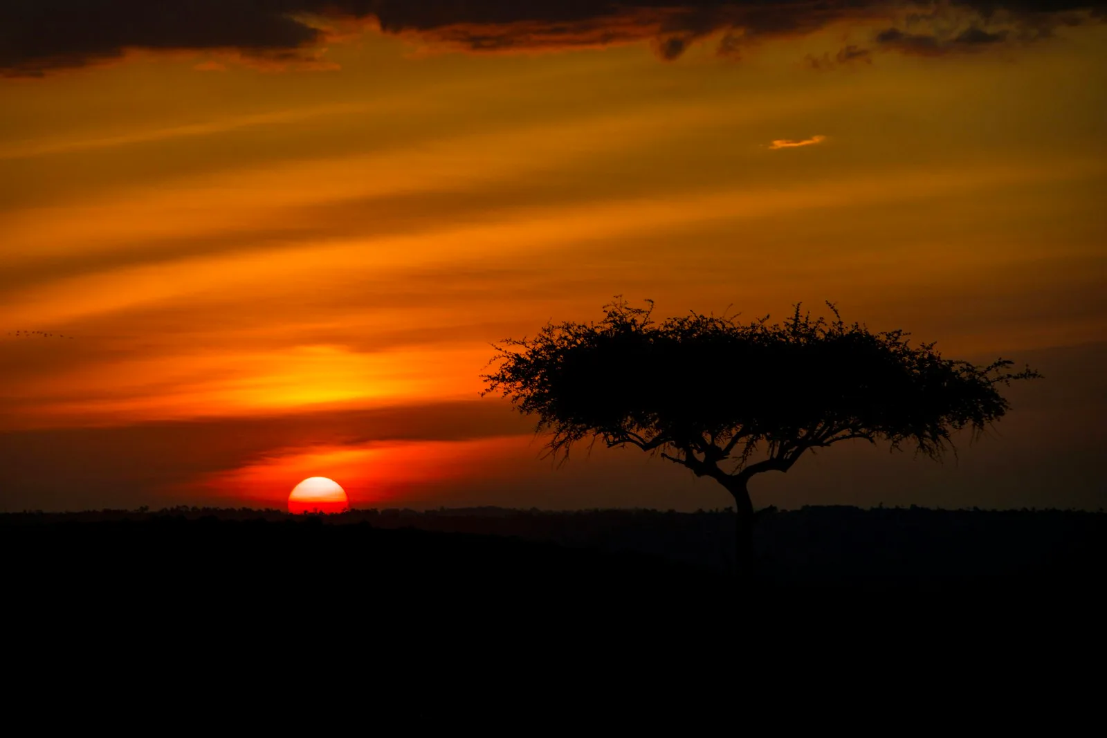 Silueta de una acacia con el sol rozando el horizonte del Masái Mara