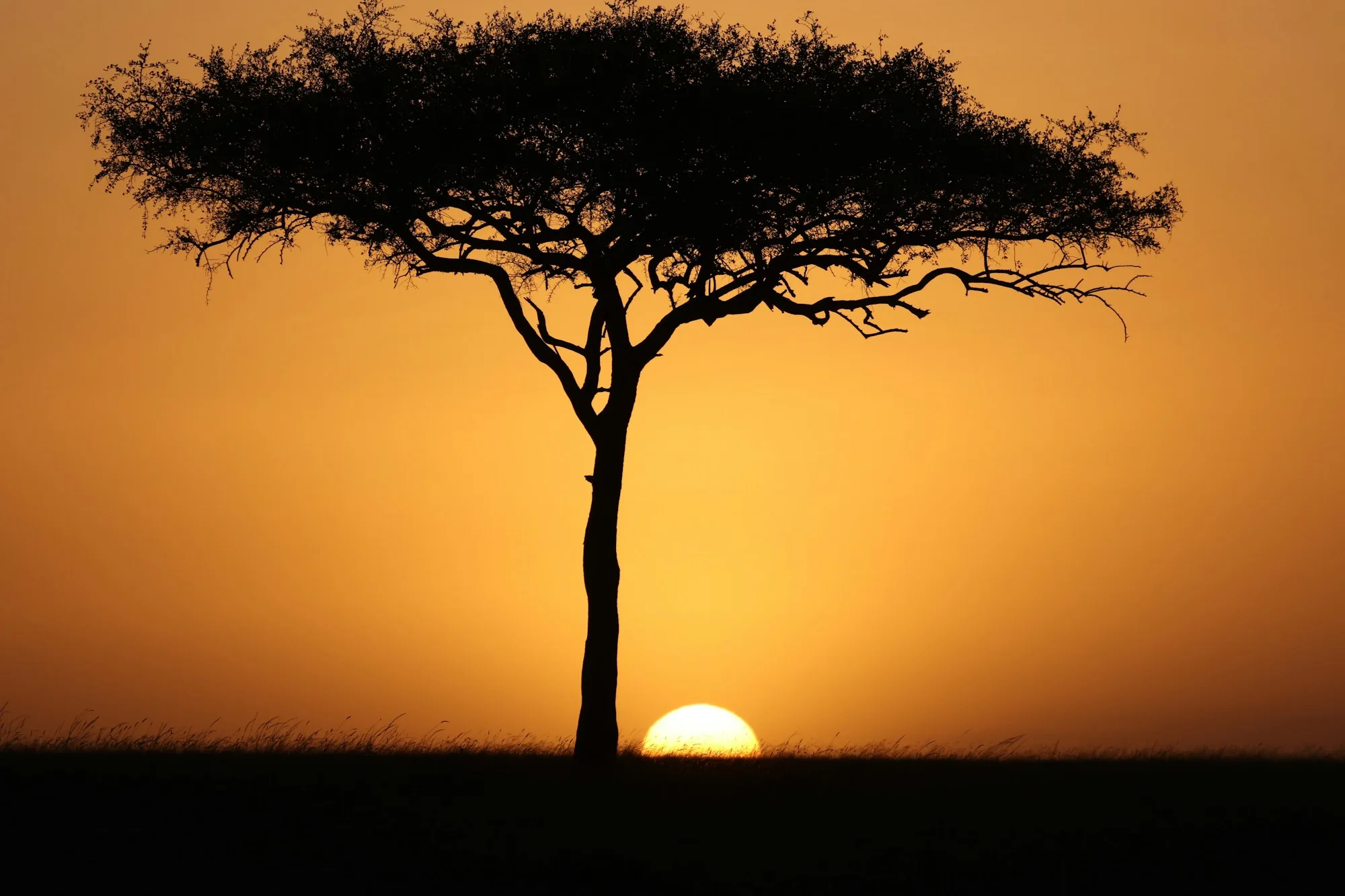El sol se pone tras una acacia en el Masái Mara