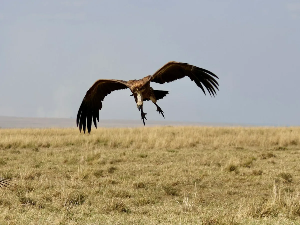 Buitre dorsiblanco africano aterrizando en la sabana del Mara