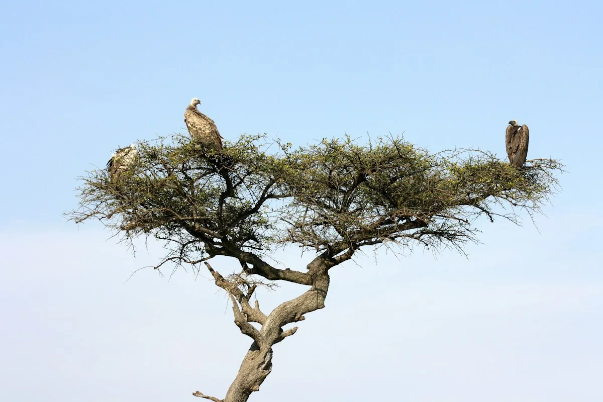 Buitres posados en una acacia del Masái Mara